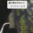 画像5: シール 押し花 シダ クリア 花 フラワー ボタニカルシール ドライフラワー ステッカー デコレーション ラッピング　〔1シート14〕×3シート入りきらきらぷんぷん丸 PFS-003 (5)